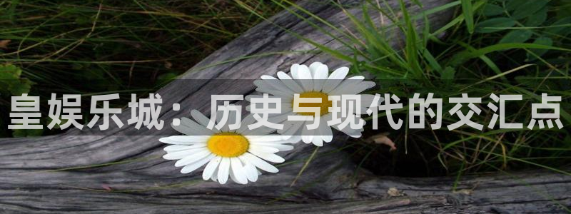 狗子28pg